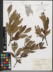 Foto von Salix phylicifolia L.